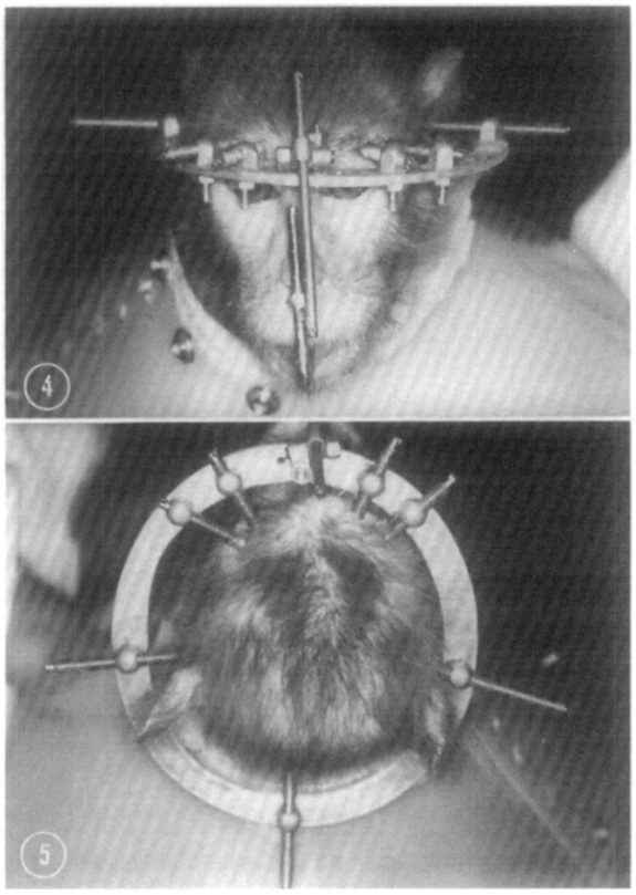 facepulling device adult monkey